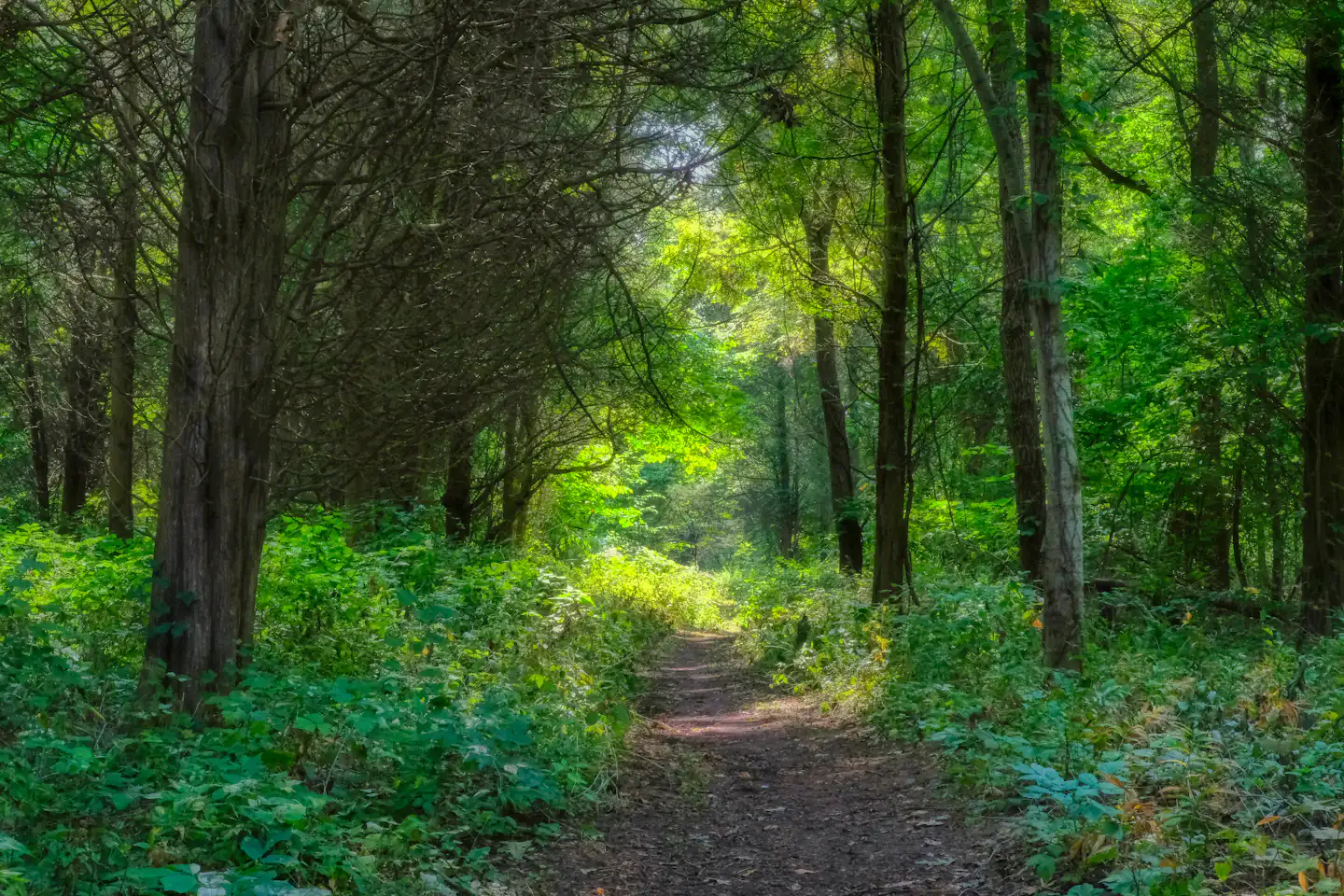 A quiet dirt walking path through sunlit green woodland.